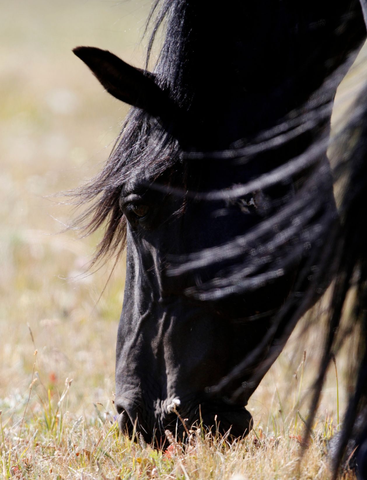 Grazing on grass